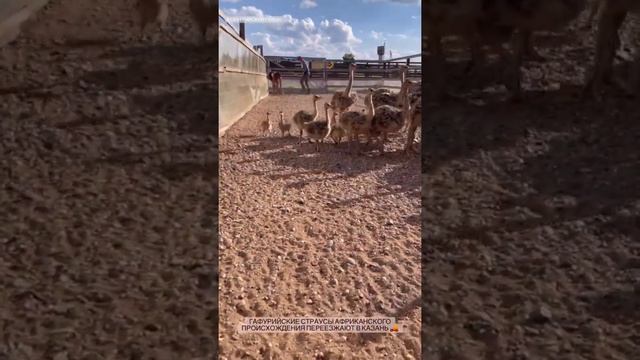 Элвин Грей Что Же Подарил Салавату Закиевичу ? #Элвингрей#СалаватФатхединов смотреть онлайн