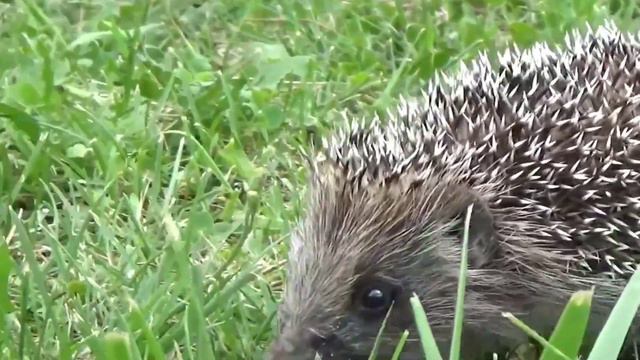 Cute Animals Video Compilation #1 | Animal Sound And Voice | Cute And Funny Moments