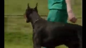 Cоветы купившему добермана