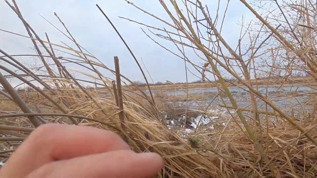 Открытие Охоты/Весна 2022/Два рогоча вышли к скрадку/ смотреть онлайн