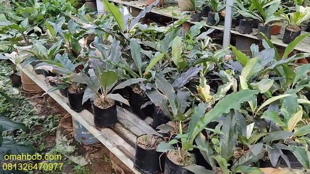 WOW ANTHURIUM LANGKA YANG BANYAK DICARI....anthurium varegata,black hokery, pink hookery смотреть онлайн