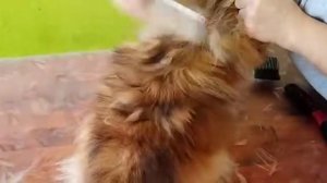 Линька померанского шпица