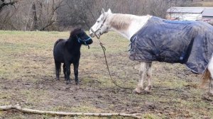 Конюшня своими руками, самое необходимое / Как построить конюшню / Строим конюшню, постройка конюшн