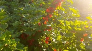 Красная смородина самый лучший сорт