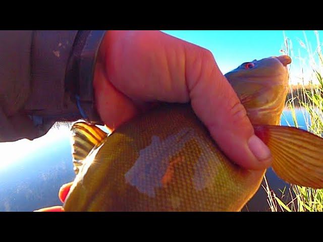 ЦАРСКАЯ РЫБА ЛИНЬ И КРУПНЫЙ КАРАСЬ НА УТРЕННЕЙ ЗОРЬКЕ !!! РЫБАЛКА НА ПОПЛАВОК ПЕРО смотреть онлайн