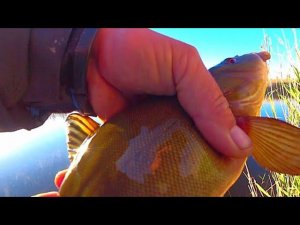 ЦАРСКАЯ РЫБА ЛИНЬ И КРУПНЫЙ КАРАСЬ НА УТРЕННЕЙ ЗОРЬКЕ !!! РЫБАЛКА НА ПОПЛАВОК ПЕРО