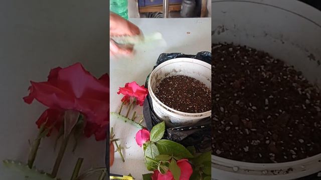CUTTINGS OF ROSES IN ALOE VERA смотреть онлайн