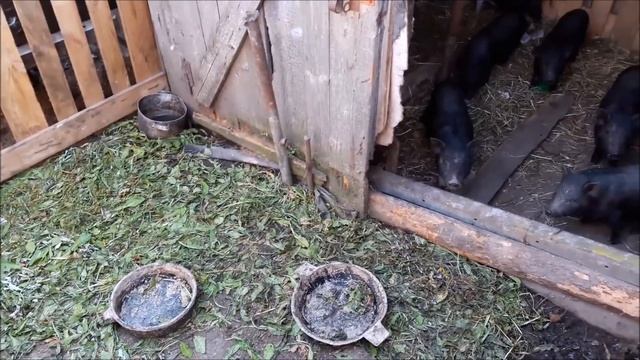 вьетнамские поросята кормление содержание смотреть онлайн