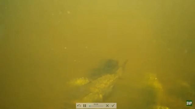 так ли страшен ротан на самом деле? смотреть онлайн