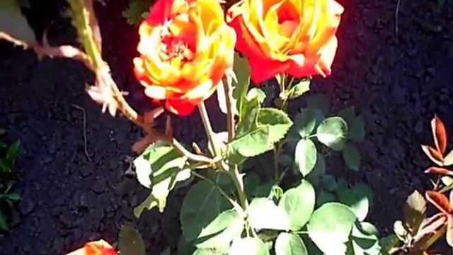 ТРИ РОЗЫ в НАШЕМ САДУ 2017 год смотреть онлайн