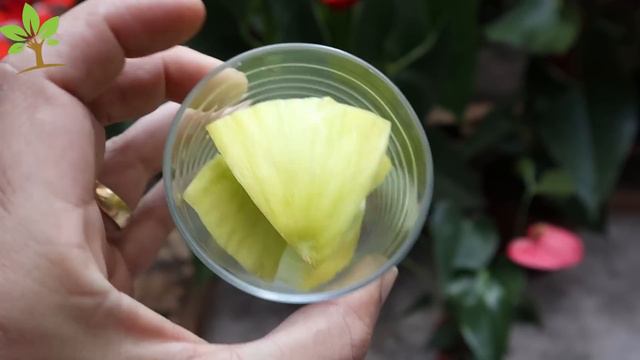 Apenas 1 Copo Faz Anthurium Explodir De Tanto Florir (Qualquer Planta)