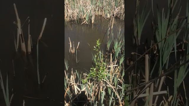 Запускаем малька #заводь #разводим карася смотреть онлайн