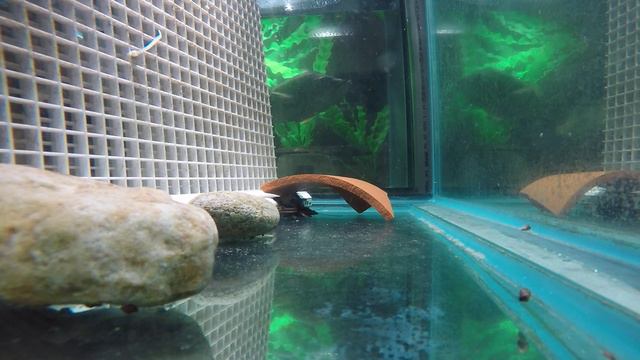 In 3 weeks the fragile planiceps / firewood catfish feed on fish without bloodworm assistance смотреть онлайн