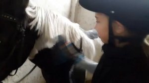 УРОК СЕДЛОВКИ И ЧИСТКИ ЛОШАДИ. КАК СЕДЛАТЬ ЛОШАДЬ.