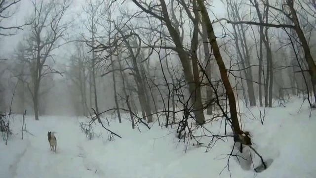 содержание хаски в домашних условиях .Husky content at home. смотреть онлайн