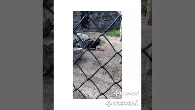 VLOG: поездка в Новосибирский ZOOпарк !♡ смотреть онлайн