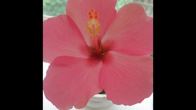 Переехали из Украины в Россию и пытаюсь здесь развести цветы смотреть онлайн