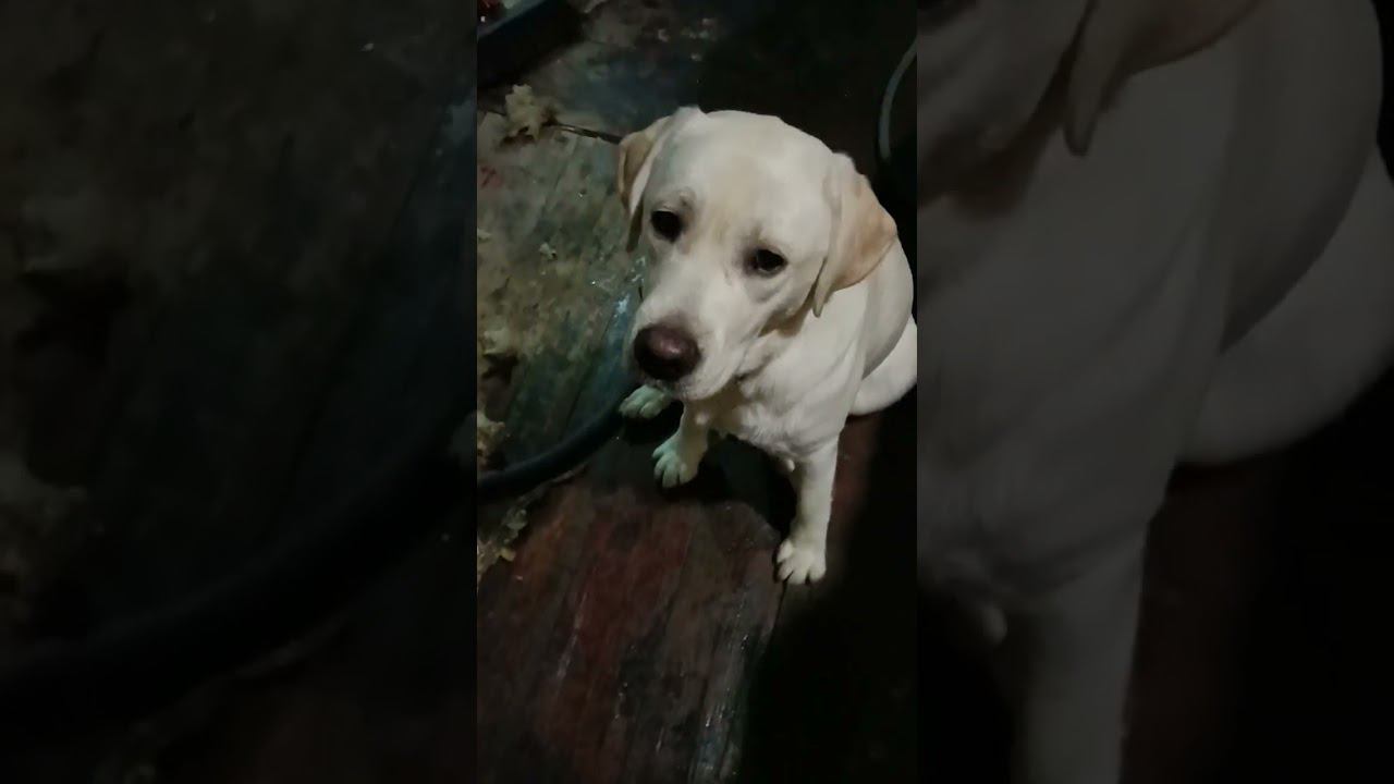 Малай и Рыська! смотреть онлайн