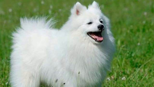 Шпиц. Всё о породе. смотреть онлайн