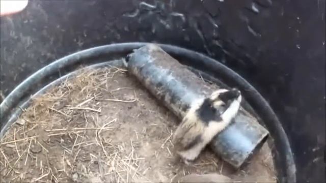 Mammals Of The World: Norway Lemming