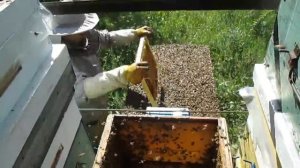 Искусственное роение пчёл Роение пчёл Как не допустить выход роя