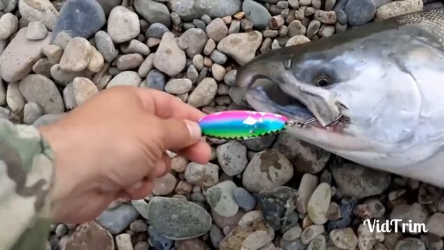 В погоне за кижучем, река Ола, август 2020, Магадан смотреть онлайн