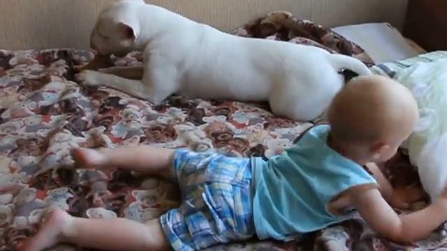Bull Terrier Manowar grown horse - Лошадка подросла смотреть онлайн