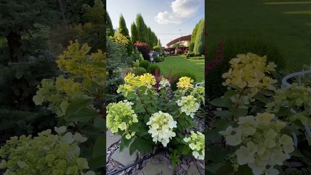 Красотка Даймонд Руж. Ландшафт своими руками смотреть онлайн