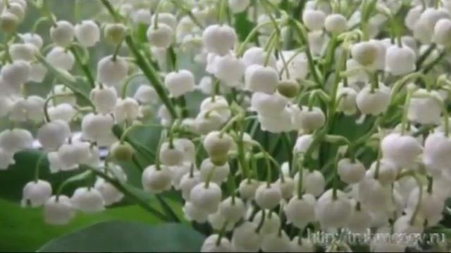 Ландыши... смотреть онлайн
