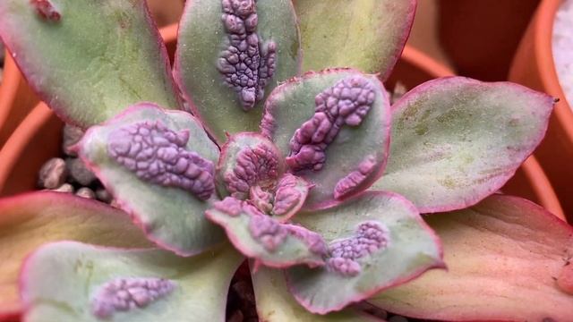 Эхеверия Барон Болд/Echeveria Baron Bold: наросты во весь лист смотреть онлайн