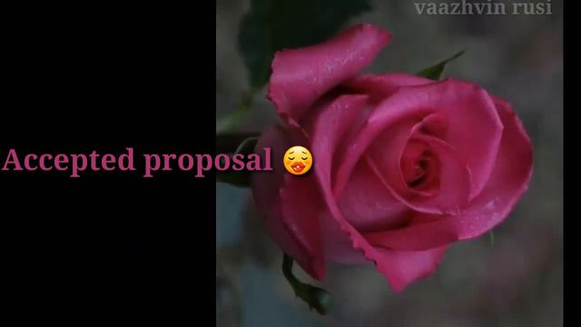 Meaning for different colour rose for Valentine's day red rose black rose etc смотреть онлайн