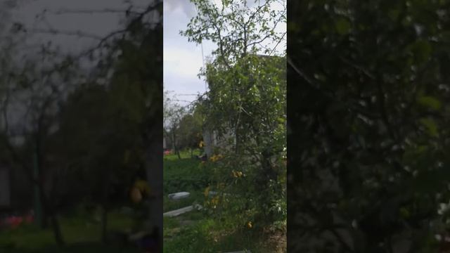 Простая антенна на все диапазоны 2900 - 29000кгц от нч до си-би смотреть онлайн