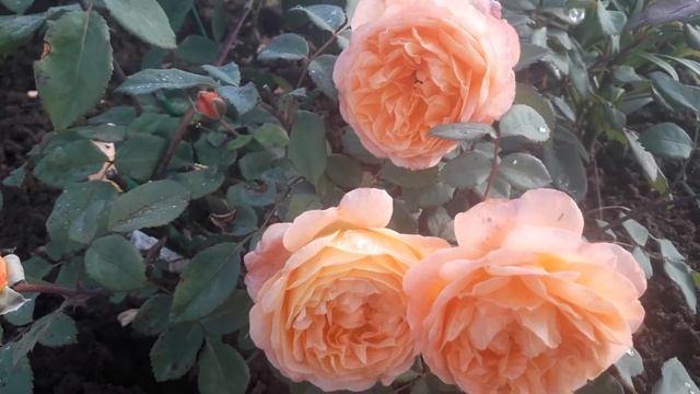 Роза Леди Эмма Гамильтон. Моя английская КРАСАВИЦА. смотреть онлайн