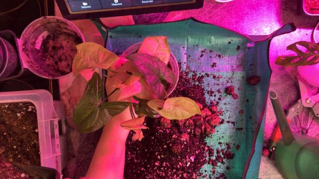 Пересадка двух разных сингониумов в 1 горшок. Правильное сочетание растений и правильный уход. смотреть онлайн