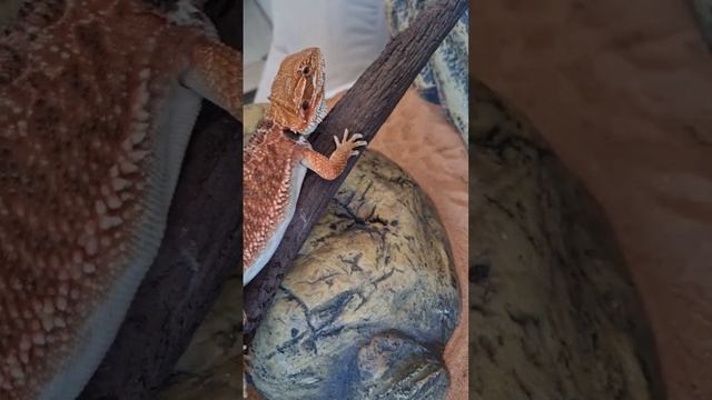 Какой малыш? А какие домашние животные есть у вас? смотреть онлайн