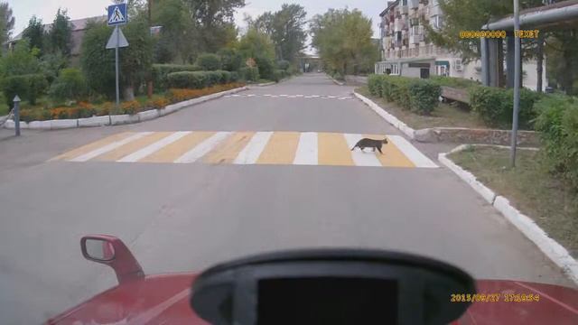 Воспитанная кошка смотреть онлайн