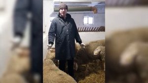 Овцы Мериноландшаф! Племенные ярки Мериноланд! Мясная, шерстяная порода овец! Овцеводство