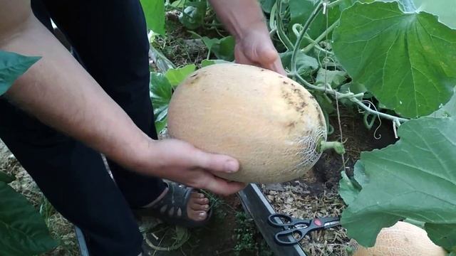 Дыни "Мирон F1" и "Раймонд F1" 2018г. смотреть онлайн