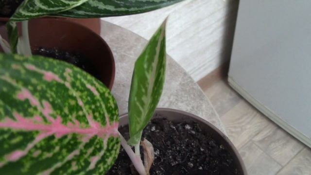 Любовь с первого взгляда. Аглаонемы.. смотреть онлайн