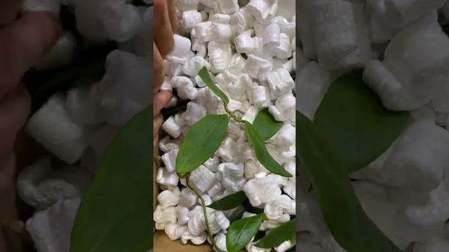 Получила две посылки с Хойями( Hoya) из Германии, очень красивые растения. Закрытие сезона посылок. смотреть онлайн