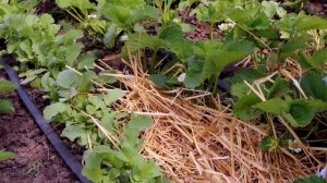 Как получить хороший урожай клубники. Что сделать, чтобы клубника была крупной. Подкормки и советы