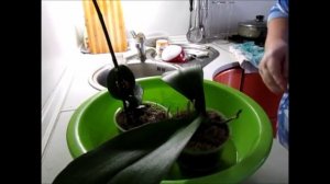 Полив и подкормка орхидей после пересадки.