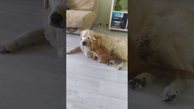 голден ретривер #dog#love#cat#funny смотреть онлайн