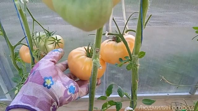 Томат Желтые от Надежды (семейный сорт) смотреть онлайн