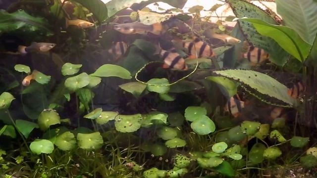 Борьба с водорослями (Часть 2) смотреть онлайн