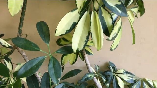 How to grow and care Schefflera/Umbrella plant||Backyard Gardening смотреть онлайн