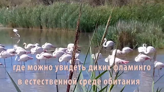 Камарг1 смотреть онлайн