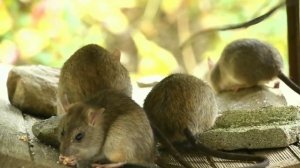 Кошки-мышки игра для котов