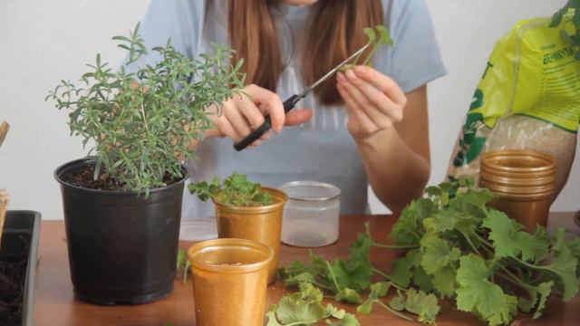 Обрезка и черенкование королевской герани, розмарина, комнатных роз смотреть онлайн
