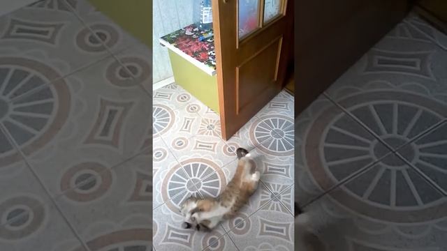 Любимая песня кошки Аси смотреть онлайн